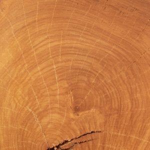 Wood 21